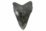 Juvenile Megalodon Tooth - South Carolina #168179-1